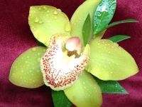 Cymbidium Orchid Boutonniere