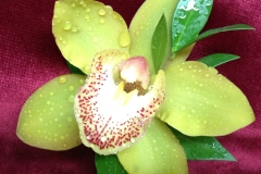 Cymbidium Orchid Boutonniere